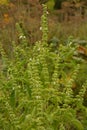 Flower of basil plant, in the garden.Aromatic culinary plant Royalty Free Stock Photo