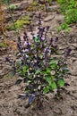 Flower of basil plant, in the garden.Aromatic culinary plant Royalty Free Stock Photo