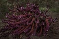 A fresh bush of purple basil with flowers grows in the summer garden Royalty Free Stock Photo