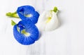 Fresh Butterfly pea flower, Clitoria ternatea