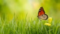 Fresh butterfly and yellow green grass form Easter spring background Royalty Free Stock Photo