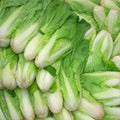 fresh butterhead lettuce