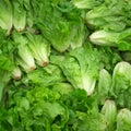 fresh butterhead lettuce