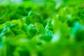 Fresh Butterhead lettuce in agricultural plot