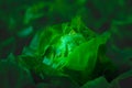 Fresh Butterhead lettuce in agricultural plot