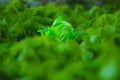 Fresh Butterhead lettuce in agricultural plot