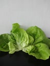 Fresh Butterhead Lettuce (aka Boston, Bibb, Buttercrunch) Royalty Free Stock Photo