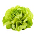 Fresh Butterhead Lettuce Crisp, Nutritious Greens for Healthy Salads and Cooking, Generative Ai