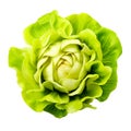 Fresh Butterhead Lettuce Crisp, Nutritious Greens for Healthy Salads and Cooking, Generative Ai