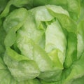 Fresh Butterhead Lettuce on the Field