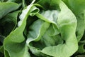 Fresh Butterhead Lettuce on the Field Royalty Free Stock Photo