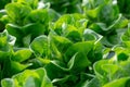 Fresh Butterhead lettuce leaves, Salads vegetable hydroponics farm. Royalty Free Stock Photo