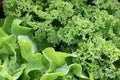 Fresh Butterhead Lettuce and Lollo Bionda Lettuce on the Field Royalty Free Stock Photo