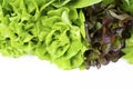 The Fresh Butterhead with Red and green oak lettuce on a white background, Hydroponic salad