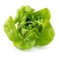 Fresh butterhead salad isolated on white background