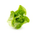 Fresh butterhead salad isolated on white background