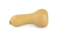 Fresh butternut squash isolated on a white background Royalty Free Stock Photo