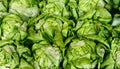 Fresh Buttery Lettuce Royalty Free Stock Photo