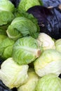 Fresh Cabbage Royalty Free Stock Photo