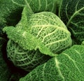 Fresh cabbage elegant fabrik closeup brokoli Royalty Free Stock Photo