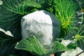 Fresh cabbage in the farm. Cabbage bale wrapped in fleece to protect against pests