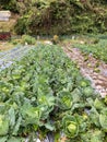Fresh Cabbage Farm