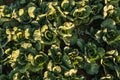Fresh cabbage from farm field. Aerial view of green cabbages plants. Royalty Free Stock Photo