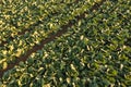 Fresh cabbage from farm field. Aerial view of green cabbages plants. Royalty Free Stock Photo