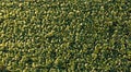 Fresh cabbage from farm field. Aerial view of green cabbages plants. Royalty Free Stock Photo