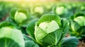 Fresh cabbage from farm field. AI Generative Royalty Free Stock Photo