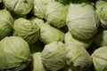 Fresh cabbage from farm field. Close up macro view of green cabbages. Vegetarian food concept. Royalty Free Stock Photo