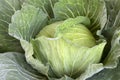 Fresh cabbage from farm field. View of green cabbages plants Royalty Free Stock Photo