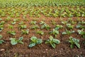 Fresh cabbage from farm field. View of green cabbages plants. Royalty Free Stock Photo