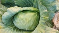 Fresh cabbage Royalty Free Stock Photo