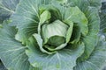 Fresh Cabbage Head. Close-up