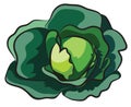 Fresh Cabbage