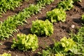 Fresh cabbage lettuce on field Royalty Free Stock Photo