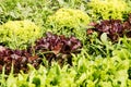 Fresh cabbage lettuce on field Royalty Free Stock Photo
