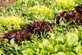 Fresh cabbage lettuce on field Royalty Free Stock Photo