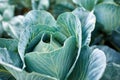 Fresh cabbage plants on the field, autumn harvest, cabbage are growing in garden, organic vegetable background Royalty Free Stock Photo