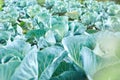 Fresh cabbage plants on the field, autumn harvest, cabbage are growing in garden, organic vegetable background, Royalty Free Stock Photo