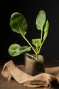 cabbage seedling in containers Royalty Free Stock Photo