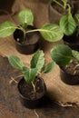 Fresh cabbage seedlings in containers Royalty Free Stock Photo