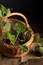 cabbage seedlings in a vine basket Royalty Free Stock Photo