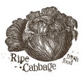 Fresh cabbage vector logo design template