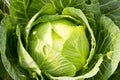 fresh cabbage in the vegetable garden