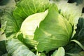 Fresh cabbage in the vegetable garden