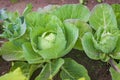 Fresh cabbage in the vegetable garden. Home farming Royalty Free Stock Photo