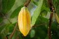 Fresh cacao chocolate pod Royalty Free Stock Photo