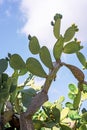 Fresh cactus close-up. Green vegetative cactus with spines on blue sky background Royalty Free Stock Photo